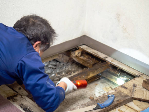 Home Mold Removal in Sutton Alpine, AK