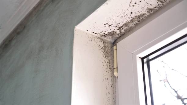 Home Mold Removal in Sutton Alpine, AK