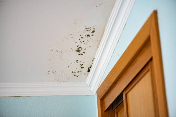 Mold Removal and Inspection in Sutton Alpine, AK