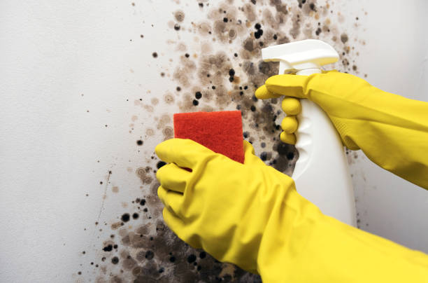 Best Mold Removal and Inspection  in Sutton Alpine, AK