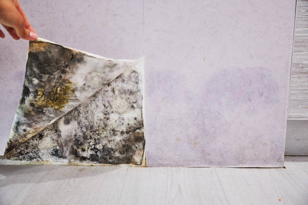 Crawl Space Mold Removal in Sutton Alpine, AK